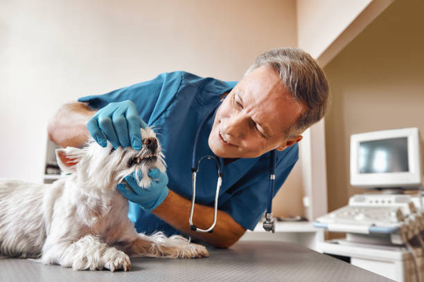 Best Emergency Dental Extractions in Spencerville, MD